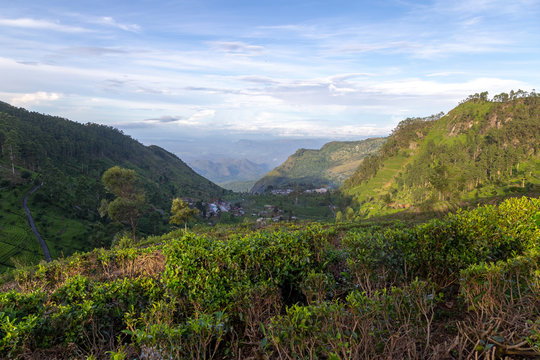 Plantations de Thé montagne du Sri Lanka.