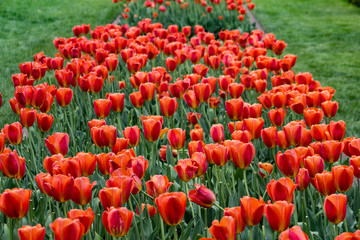 Red Tulips
