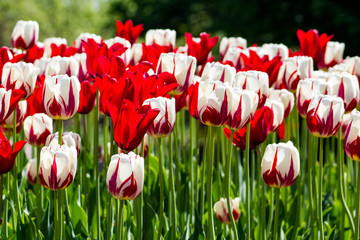 Red Tulips