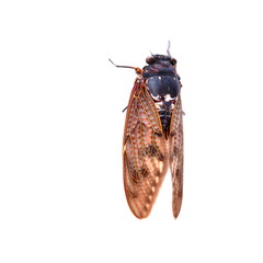 昆虫イメージ素材、アブラゼミ、白バック