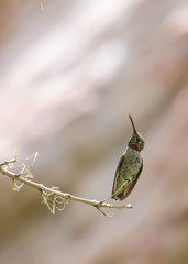 Hummingbird