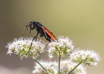 Tarantula Hawk