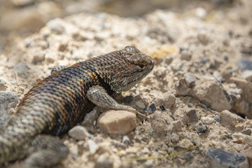Lizard