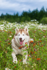 Portrait of cute beige and white dog breed siberian husky lying in the orange flowers field in summer