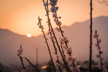 Cherry blossom at sunset near mount Fuji, Japan