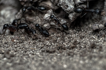 Soldier of ants 1