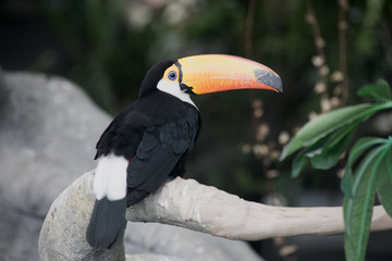tropical toucan bird 1