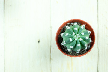 A cactus on wooden table top