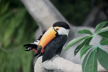 tropical toucan bird 2