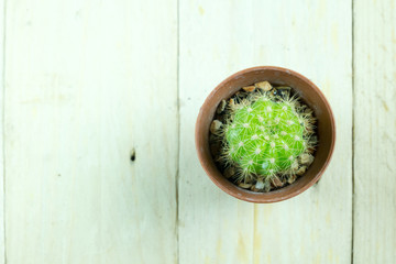 A cactus on wooden table top