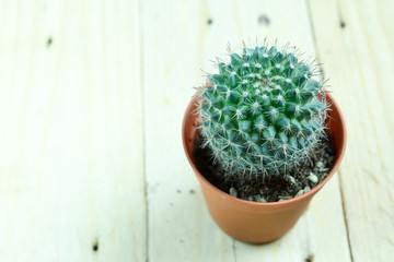 Green cactus on wooden table top view