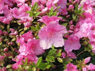 Rhododendron flowers with pink petals.