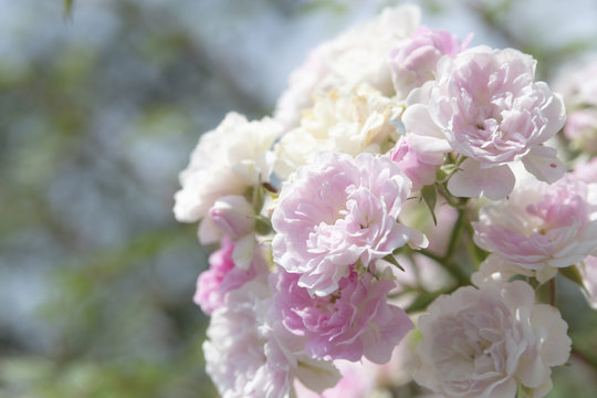 92 Best 蔓薔薇 Images Stock Photos Vectors Adobe Stock