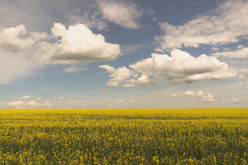 Obraz premium Wide Angle Landcape of Blooming Canola Field
