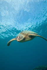Close encounter with a green sea turtle underwater in clear tropical water