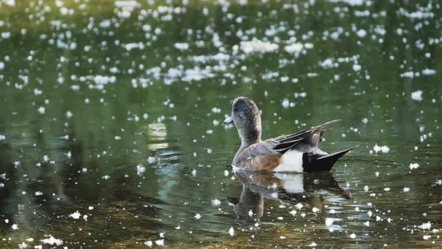 180p slow motion tracking clip of an american widgeon swimming on a pond in grand teton national park in wyoming, usa