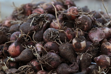 Lampascioni