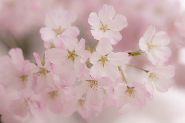 桜　春　花　ピンク