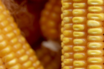 Corn or Maize for processing into yellow fodder. Close up frame. Corn grain arranged in rows.