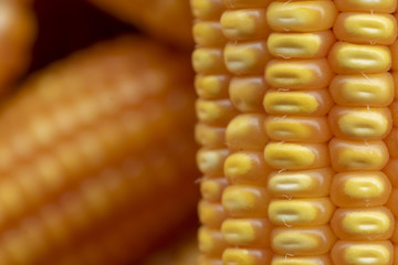 Corn or Maize for processing into yellow fodder. Close up frame. Corn grain arranged in rows.