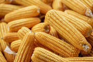 Corn or Maize for processing into yellow fodder. Close up frame.