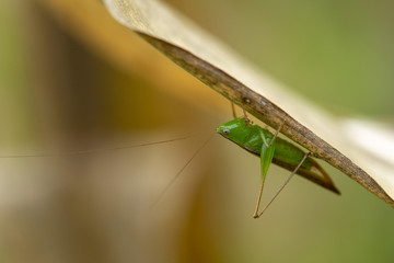 Green grasshopper is on the leaves of corn.