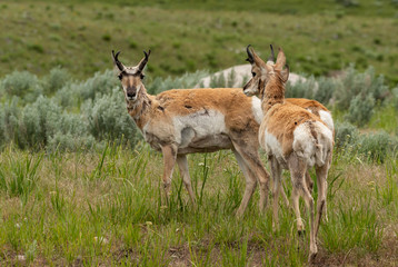 Naklejka na ściany i meble Two Pronghorn Antelope Grazing in Open Field