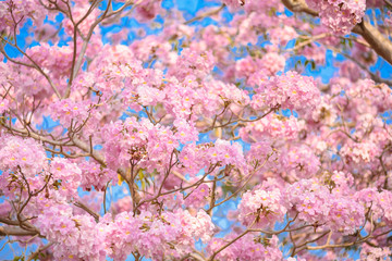 Fototapeta na wymiar Tabebuia rosea is a Pink Flower neotropical tree