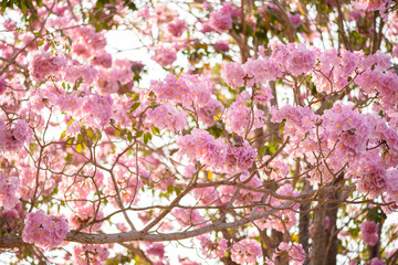 Tabebuia rosea is a Pink Flower neotropical tree