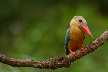 Stork-billed Kingfisher ; Pelargopsis capensis