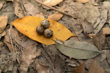 Rubber latex seed with rubber leaf background