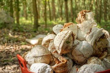 Raw latex rubber with blur background
