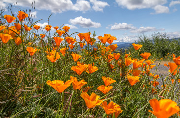 Bright orange California poppies with blurred Mount Hood in distance