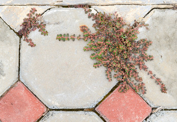 Grass growing cracked asphalt road surface