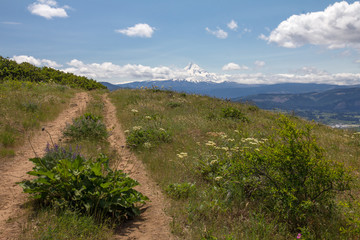 Hood River Mountain Loop Trail on very windy day.  Oregon