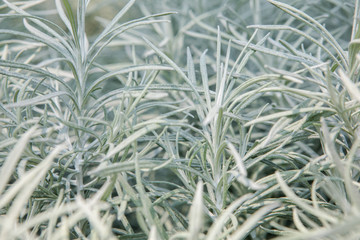 Pale Green Plant 3