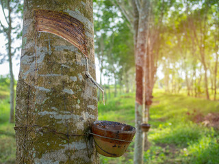 Rubber tree