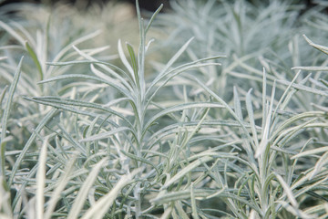 Pale Green Plant 6