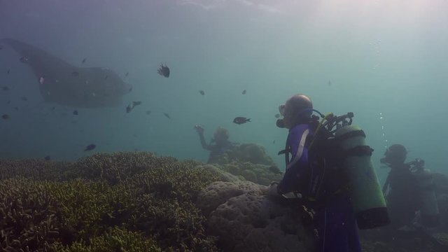 A group of scuba divers are watching a Manta Ray swimming over them as it is leaving a cleaning station on a shallow coral reef.