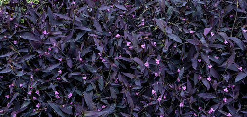 Purple Plant