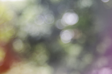 Obraz premium blur light background green park 