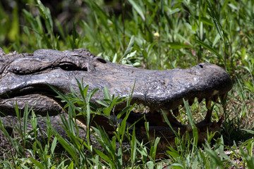 Close up of large alligator