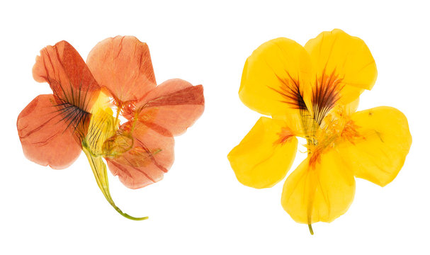Pressed and dried flowers nasturtium. Isolated on white