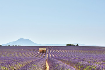 Fototapeta na wymiar A lonely house standing in a lavender field in Valensole.Provenc