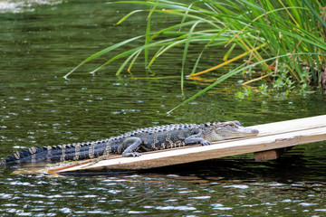 Alligator sunning on board over water in Charleston, South Carolina