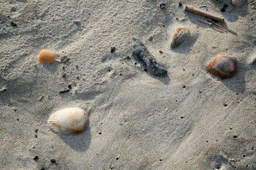 Shells on the shore in Myrtle Beach