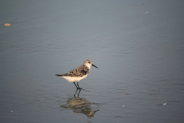Lone bird reflecting on the shore