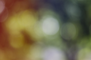 blur light background green park 

