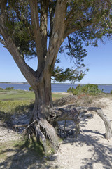 Fototapeta na wymiar Old Gnarled Tree Sentinal at Fort Fisher, North Carolina