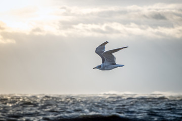 Seagull over the ocrean